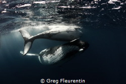 Whale and calf playing together by Greg Fleurentin 